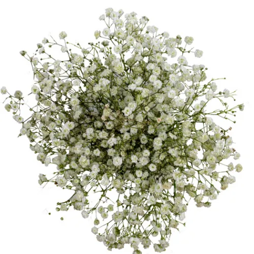 Gypsophila^Lidl Best